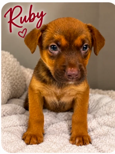 A baby medium-sized female Labrador Retriever dog named Ruby for adoption in CHURCHVILLE, NY