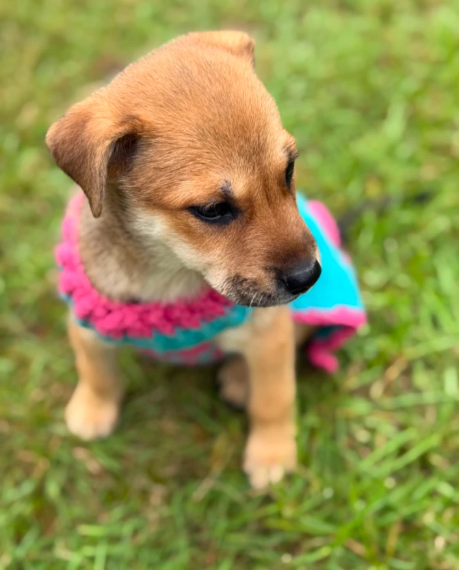 A baby medium-sized female German Shepherd Dog dog named Faith for adoption in CHURCHVILLE, NY
