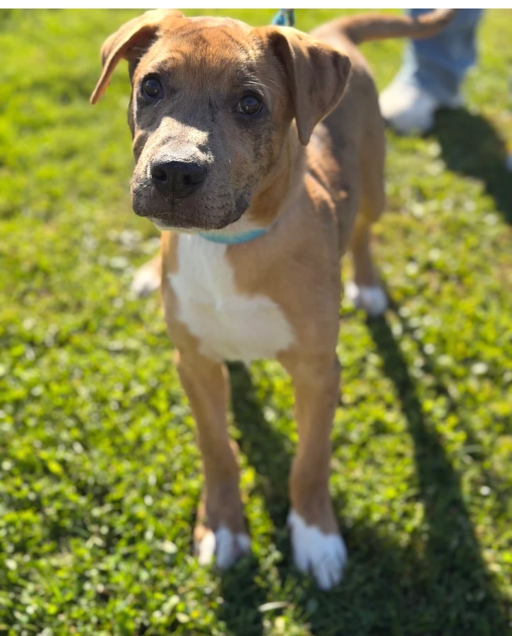 A baby large-sized male Mixed Breed dog named Dallas for adoption in CHURCHVILLE, NY