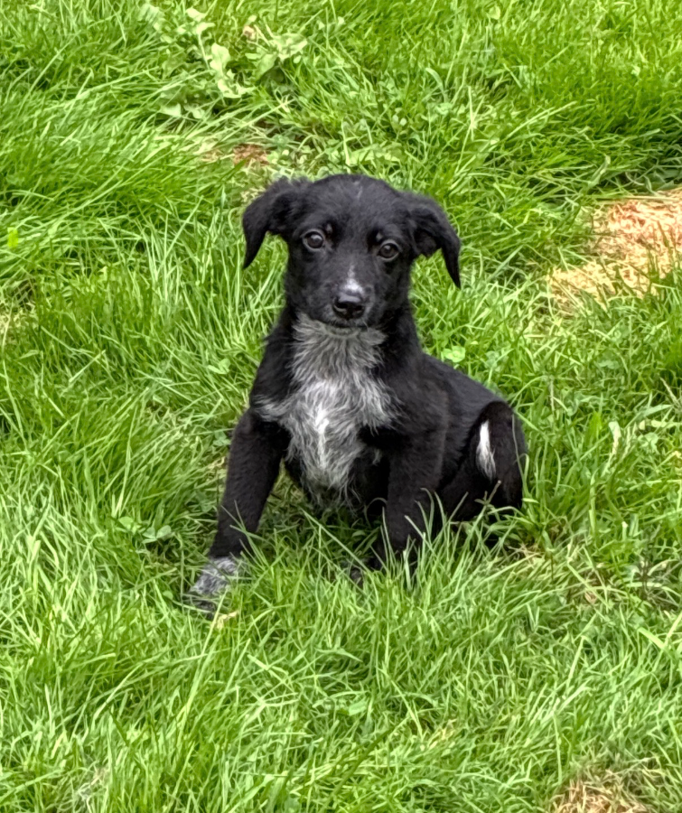 A baby medium-sized male Australian Cattle Dog / Blue Heeler dog named Timber for adoption in CHURCHVILLE, NY