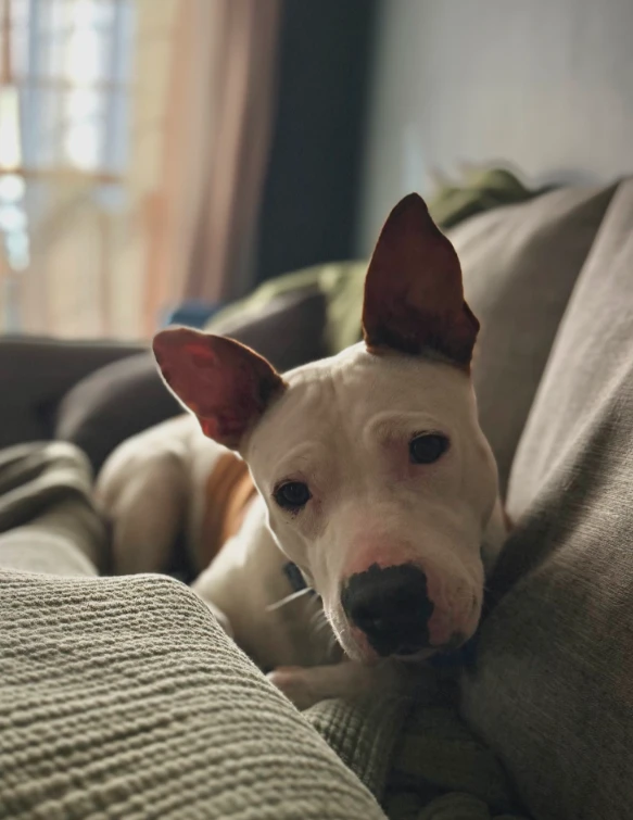 A young large-sized female Pit Bull Terrier dog named Freckles for adoption in CHURCHVILLE, NY