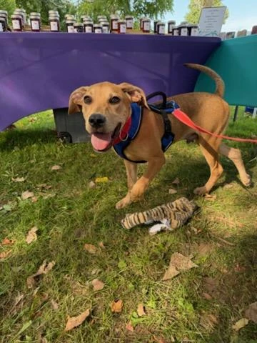 A baby medium-sized male Hound dog named Cyrus for adoption in CHURCHVILLE, NY