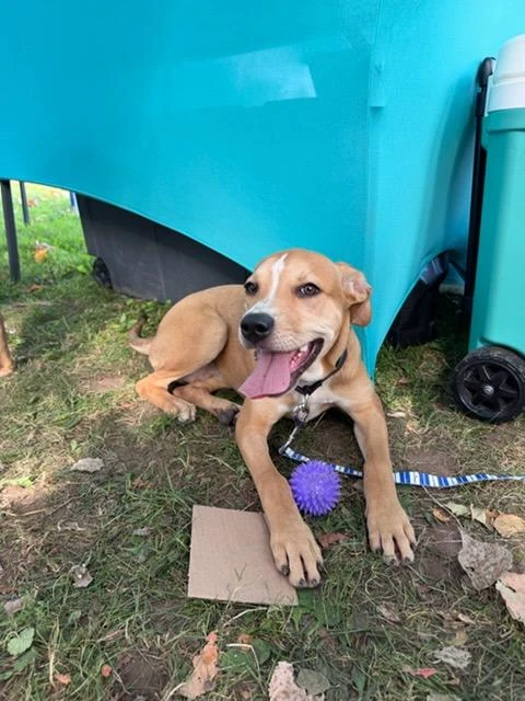 A baby medium-sized female Hound dog named Clio for adoption in CHURCHVILLE, NY