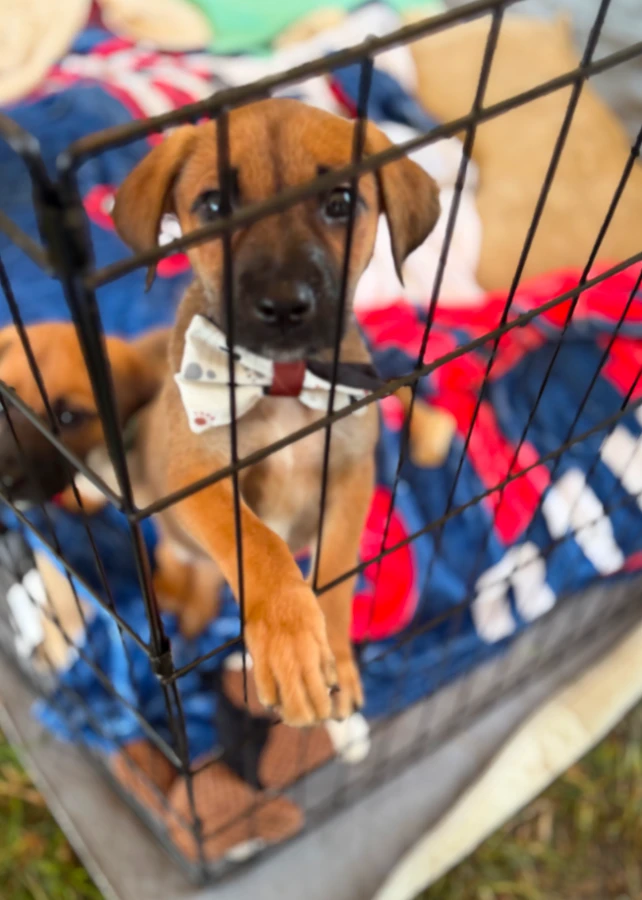A baby medium-sized male German Shepherd Dog dog named Blake for adoption in CHURCHVILLE, NY