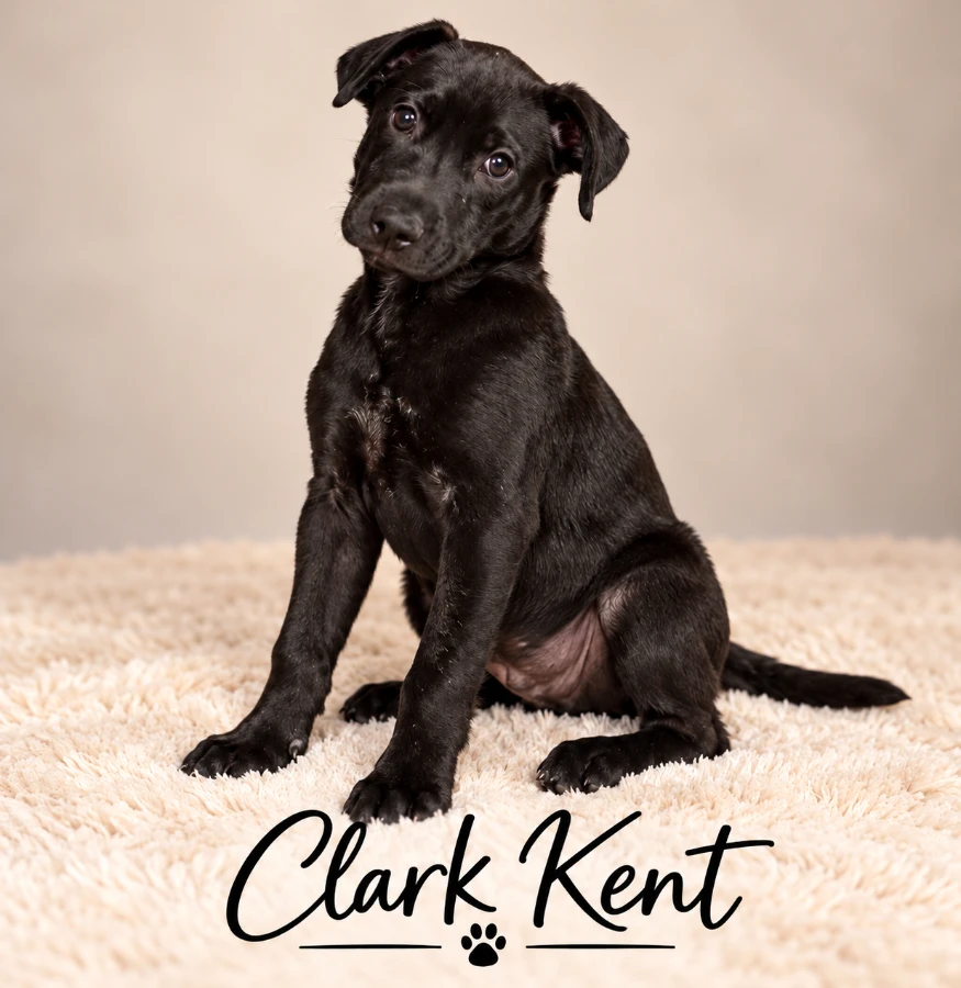 A baby medium-sized male Labrador Retriever dog named Clark Kent for adoption in CHURCHVILLE, NY