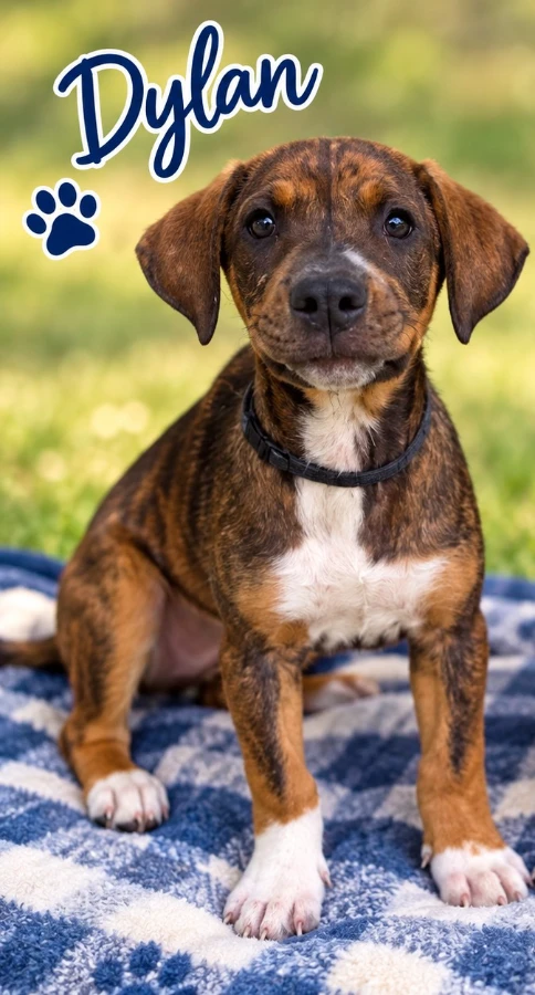 A baby large-sized male Mixed Breed dog named Dylan for adoption in CHURCHVILLE, NY