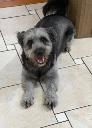A young small-sized male Schnauzer dog named Teddy for adoption in CHURCHVILLE, NY