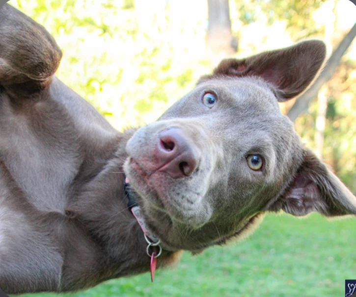 A baby large-sized female Labrador Retriever dog named Kairi for adoption in CHURCHVILLE, NY