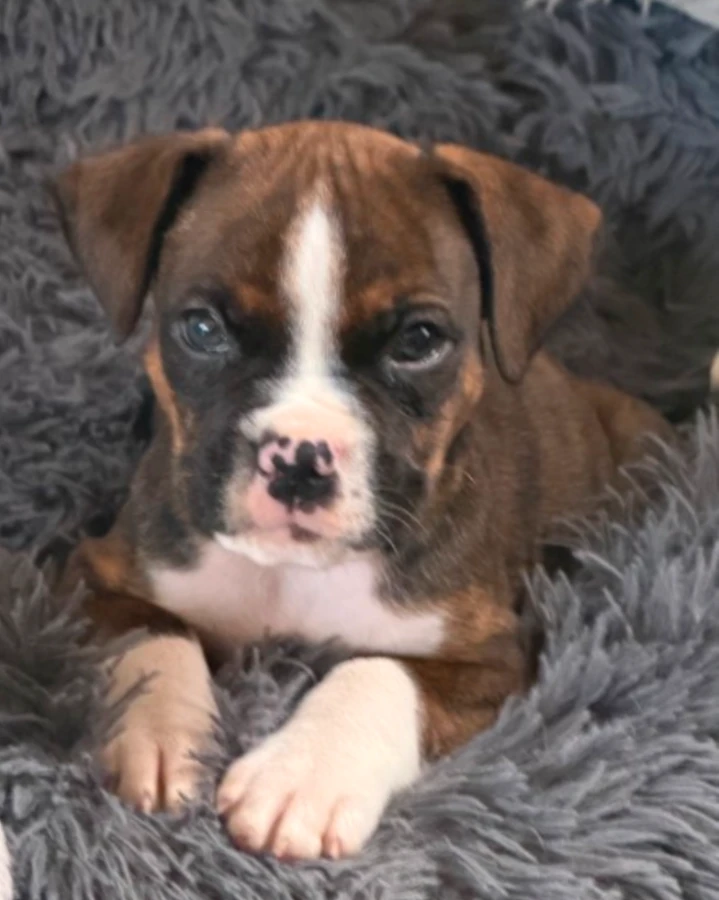 A baby medium-sized male Boxer dog named Liam for adoption in CHURCHVILLE, NY