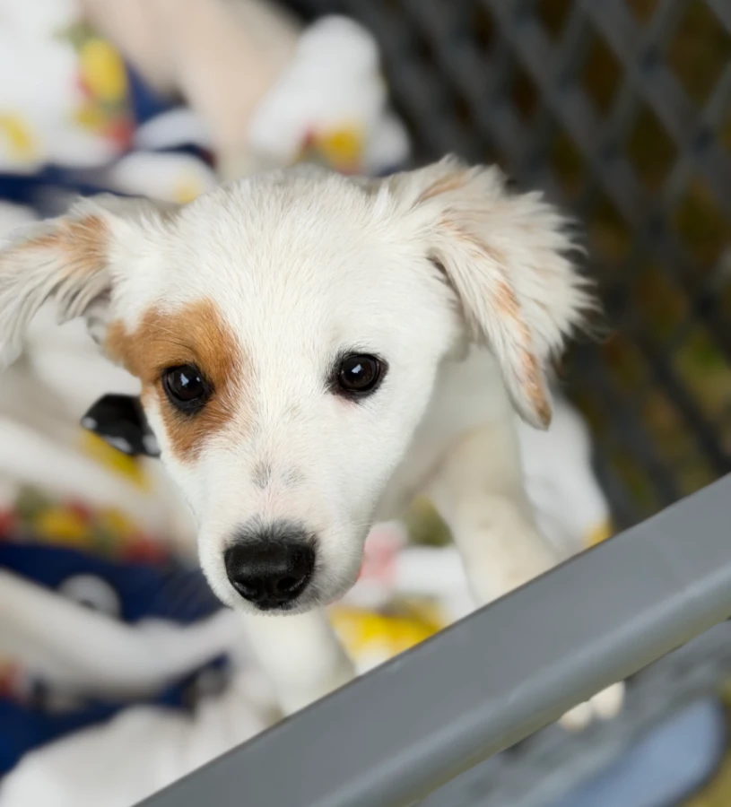 A baby medium-sized male Mixed Breed dog named Legend for adoption in CHURCHVILLE, NY