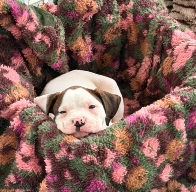 A baby medium-sized male Boxer dog named Levi for adoption in CHURCHVILLE, NY