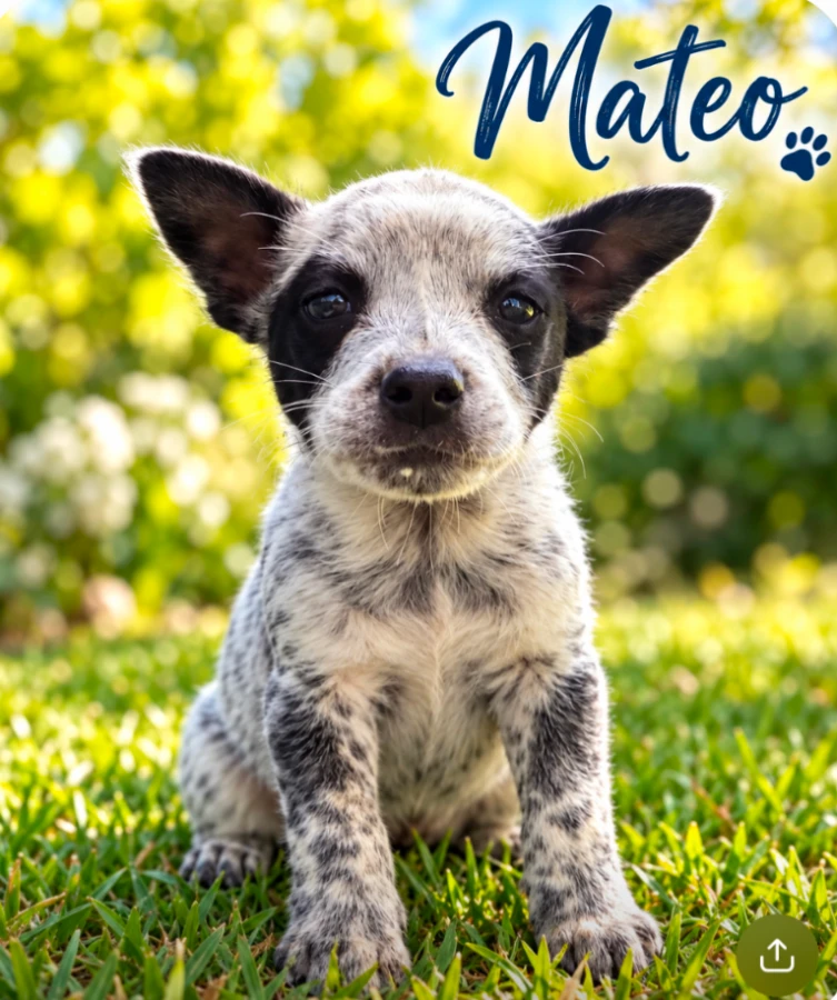 Mateo thumbnail 2