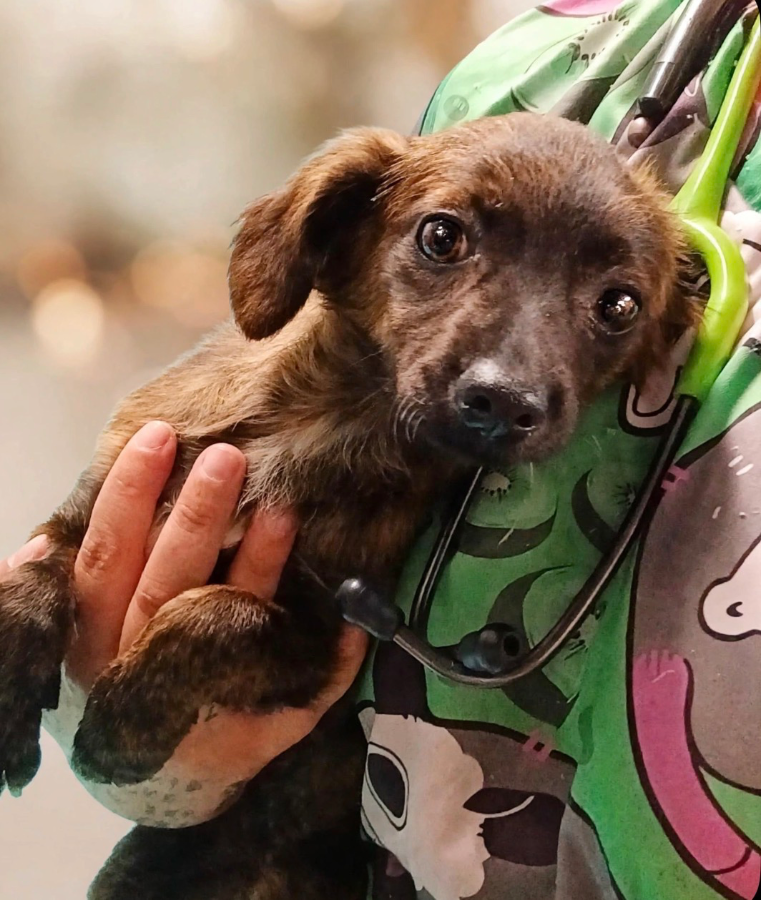 A baby small-sized female Dachshund dog named Nicki for adoption in CHURCHVILLE, NY