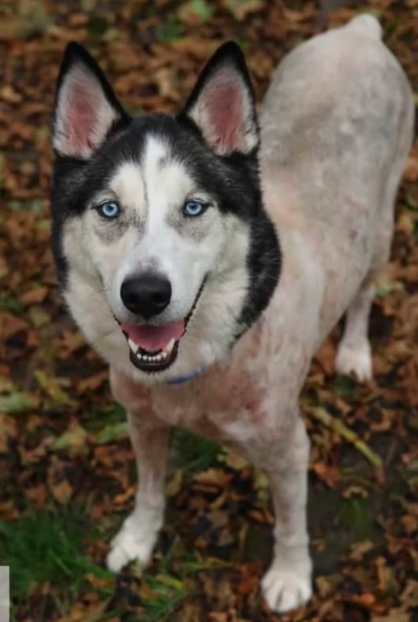An adult large-sized male Husky dog named Memo for adoption in CHURCHVILLE, NY