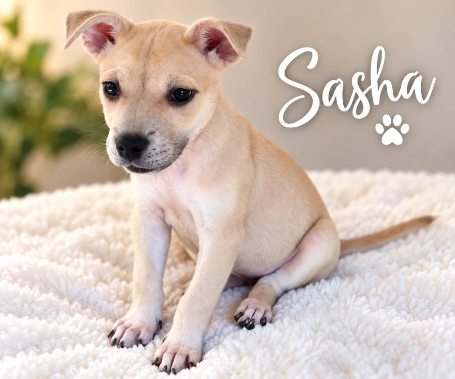A baby medium-sized female Mixed Breed dog named Sasha for adoption in CHURCHVILLE, NY