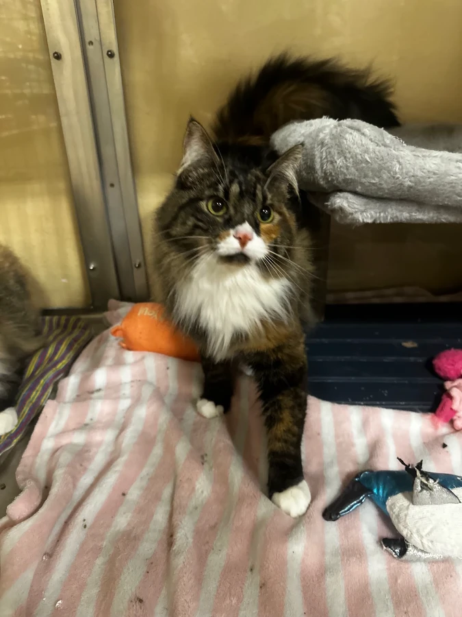 A young unknown-sized female Calico Domestic Long Hair cat named Gladys for adoption in Missoula, MT