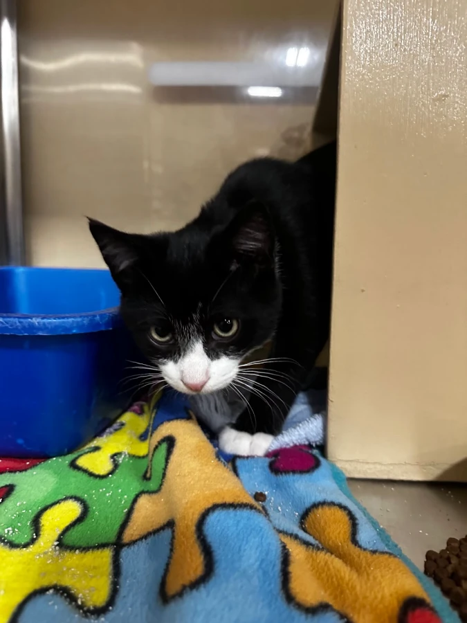 A baby unknown-sized male Black & White / Tuxedo Domestic Short Hair cat named Ranger for adoption in Missoula, MT