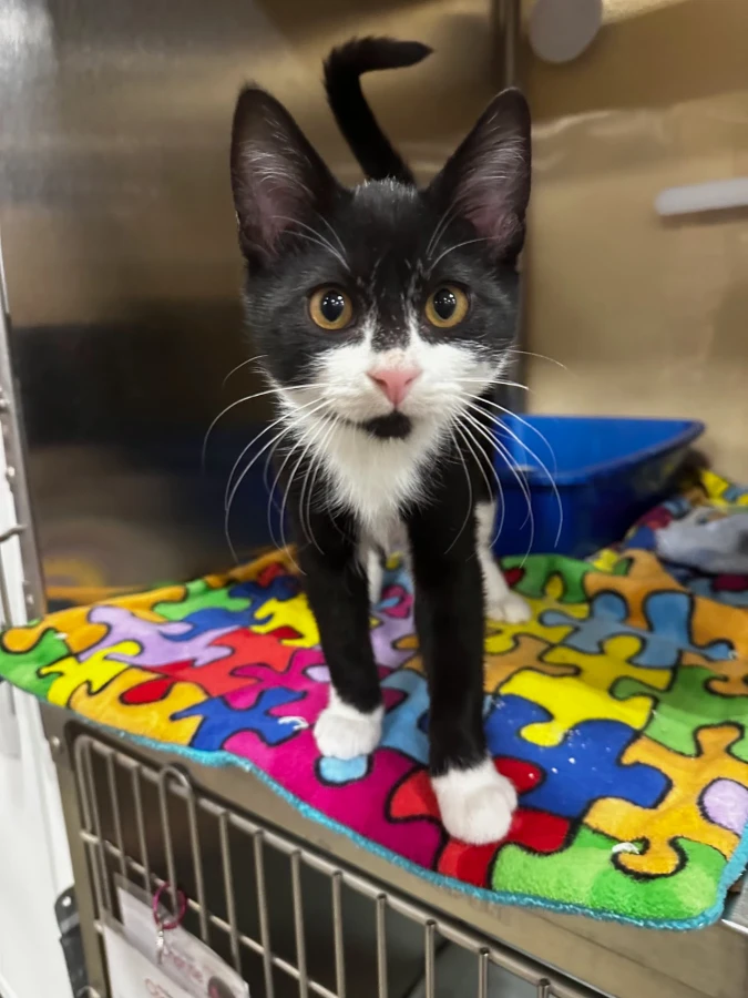 A baby unknown-sized male Black & White / Tuxedo Domestic Short Hair cat named Zoro for adoption in Missoula, MT