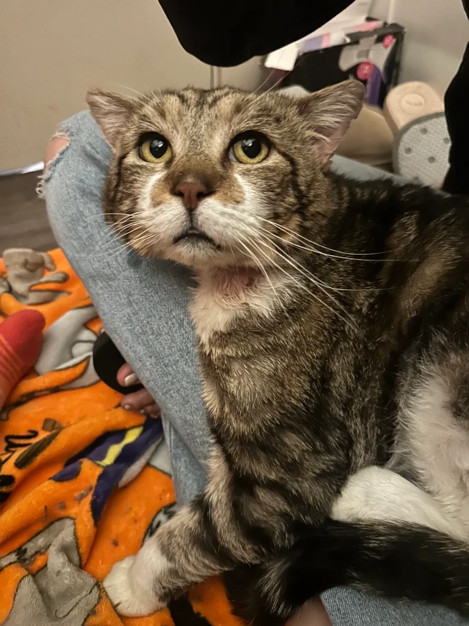 An adult large-sized male Domestic Short Hair cat named George for adoption in Missoula, MT