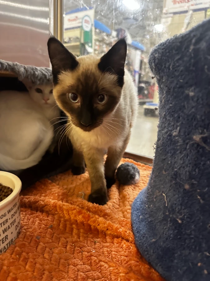 A baby unknown-sized male Seal Point Domestic Short Hair cat named Parker for adoption in Missoula, MT