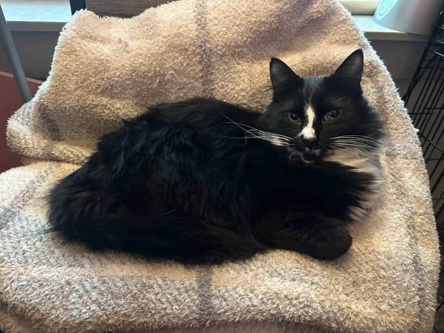 An adult medium-sized male Domestic Long Hair cat named Friedo for adoption in Missoula, MT