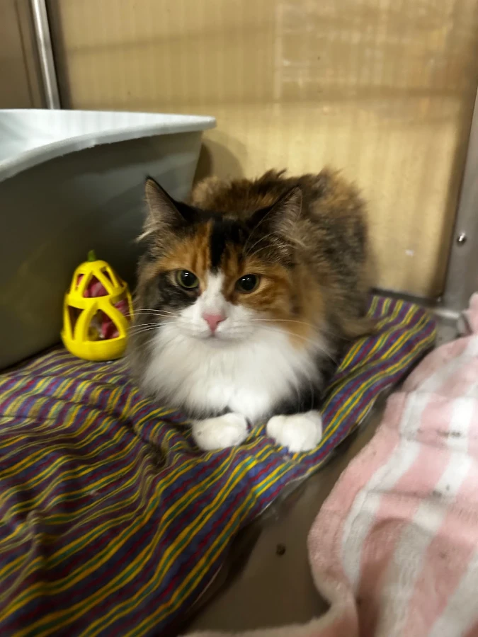 A young medium-sized female Calico Domestic Long Hair cat named Marge for adoption in Missoula, MT