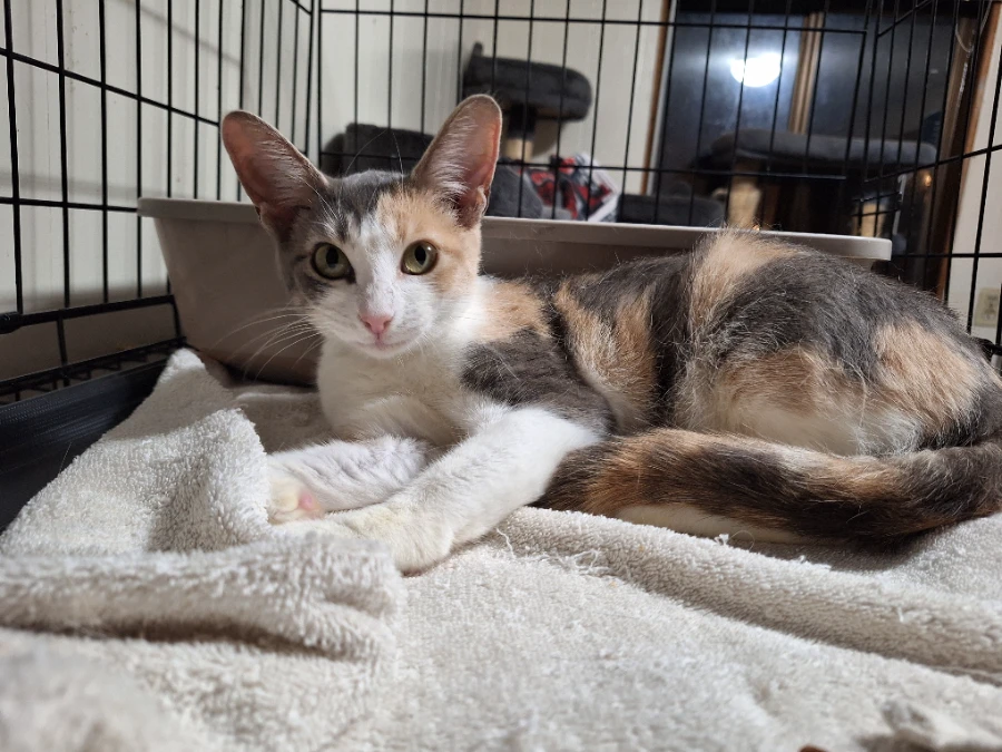 A young small-sized female Dilute Calico Domestic Short Hair cat named Winnie for adoption in Missoula, MT