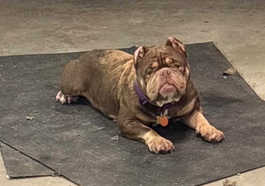 An adult medium-sized female English Bulldog dog named Poptart for adoption in Painesville, OH