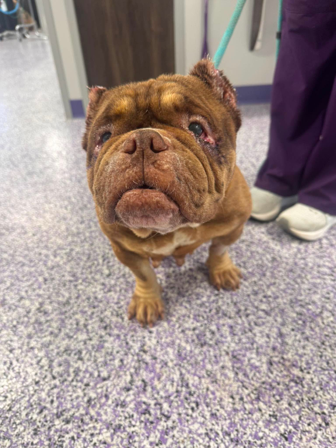 An adult medium-sized female English Bulldog dog named Poptart for adoption in Painesville, OH