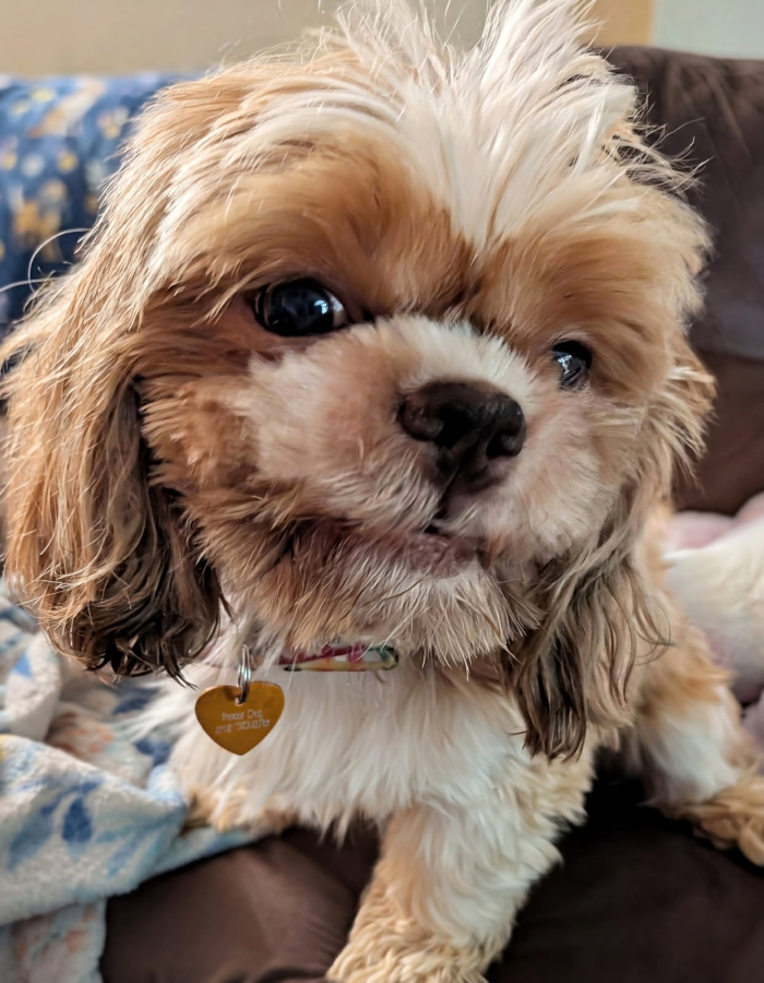 An adult small-sized male Apricot / Beige Shih Tzu dog named Otto for adoption in Painesville, OH