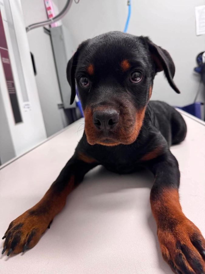 A baby extra large-sized female Rottweiler dog named Tallulah for adoption in Painesville, OH