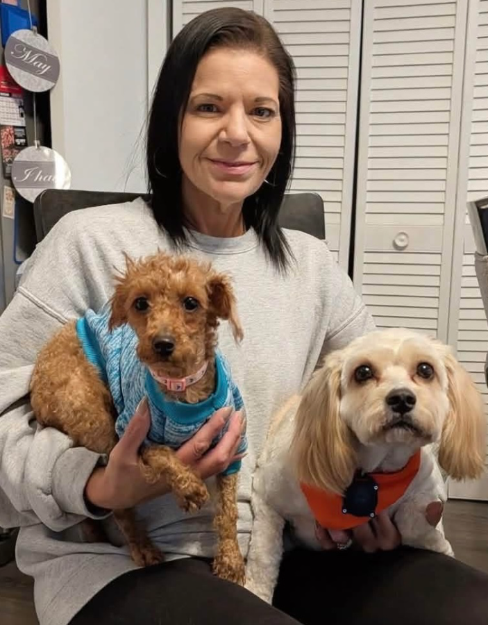 An adult medium-sized female Apricot / Beige Miniature Poodle dog named Honey Bear for adoption in Painesville, OH