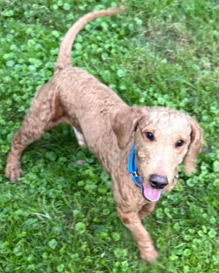 An adult medium-sized male Red / Chestnut / Orange Poodle dog named Walter for adoption in Painesville, OH