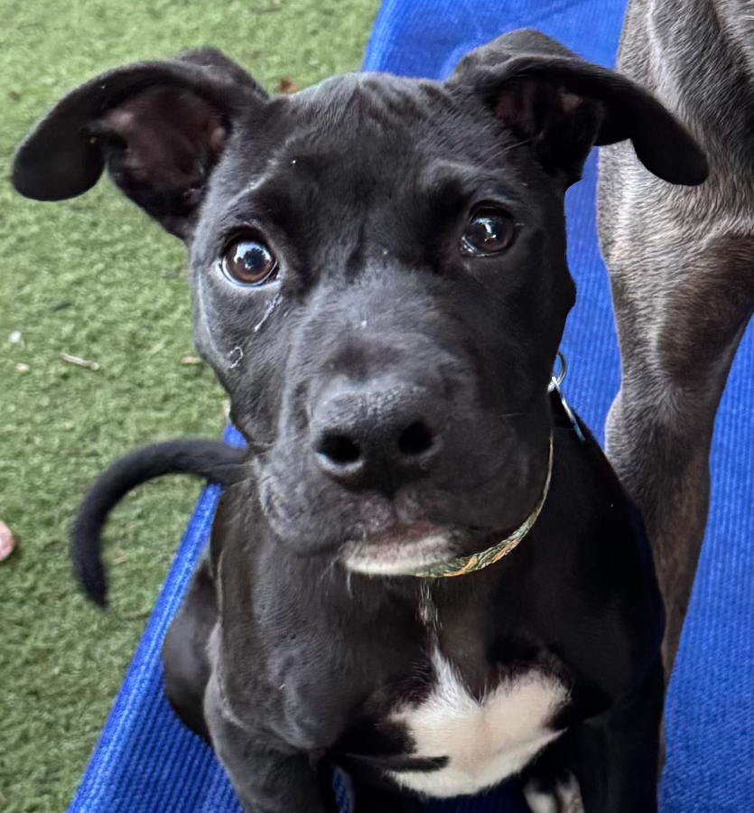A baby large-sized male Black Pit Bull Terrier dog named Muck for adoption in Painesville, OH