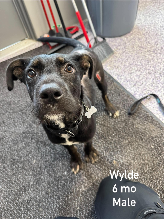A baby medium-sized male Mixed Breed dog named Wylde for adoption in Painesville, OH