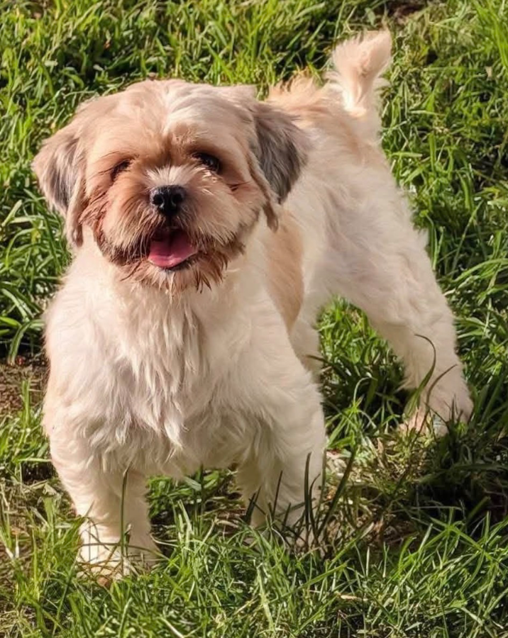 An adult small-sized female Shih Tzu dog named Matzo Ball for adoption in Painesville, OH