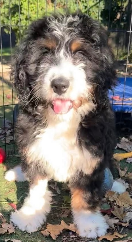 A baby large-sized female Tricolor (Brown, Black, & White) Bernedoodle dog named Apple for adoption in Painesville, OH