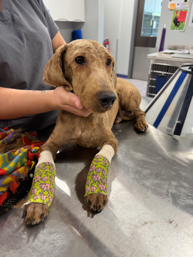 An adult medium-sized male Poodle dog named Walter for adoption in Painesville, OH