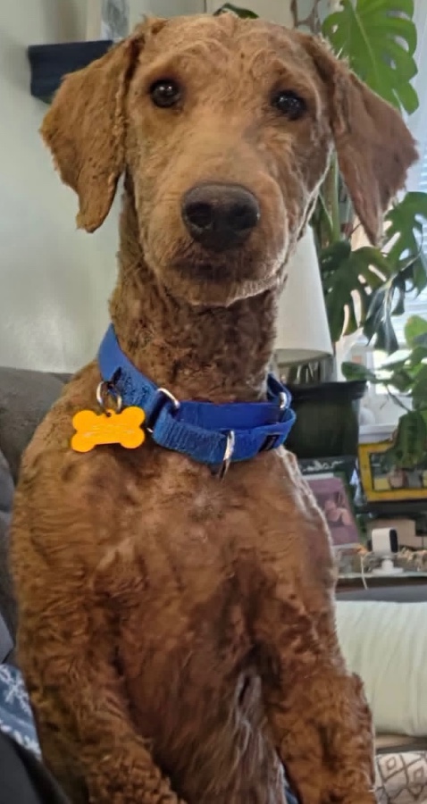 An adult medium-sized male Red / Chestnut / Orange Goldendoodle dog named Walter for adoption in Painesville, OH