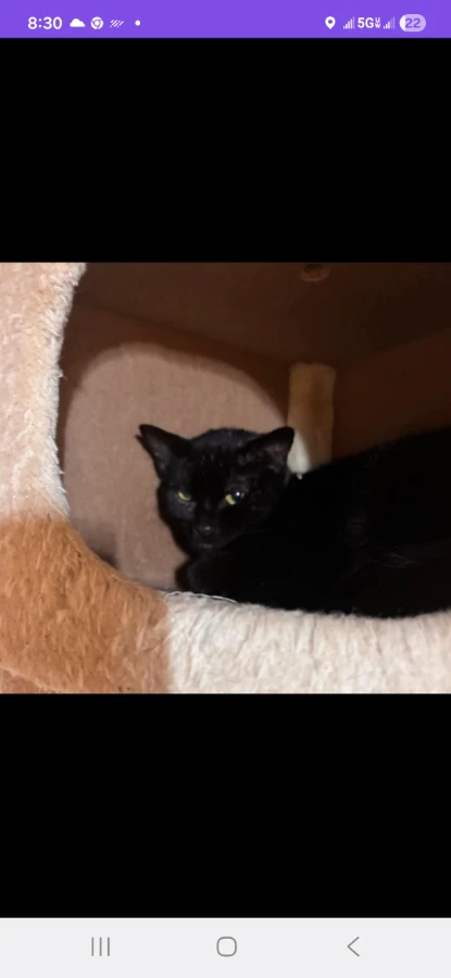 An adult medium-sized male Black Domestic Short Hair cat named Peewee for adoption in Eatonville, WA