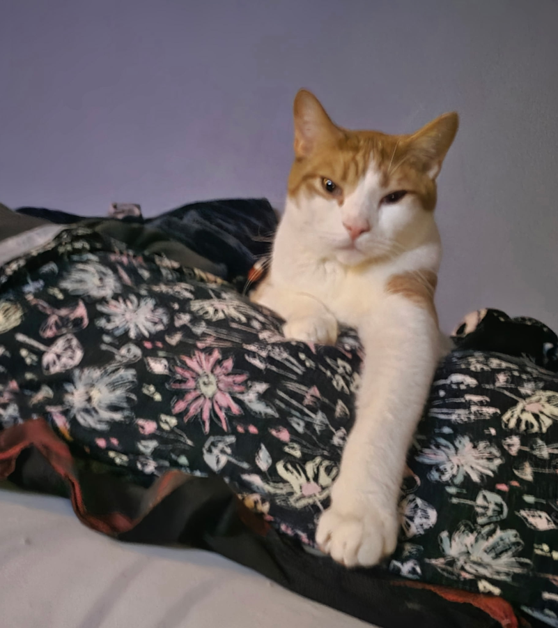 A young large-sized male Tabby (Orange / Red) Domestic Short Hair cat named Thickness  for adoption in Eatonville, WA