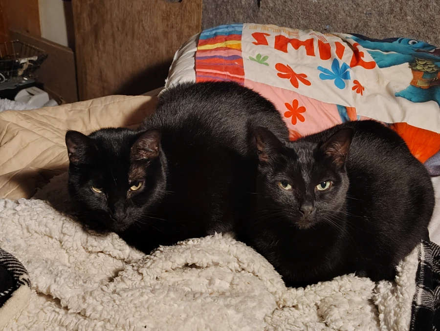 An adult medium-sized female Black Domestic Short Hair cat named Stills for adoption in Eatonville, WA