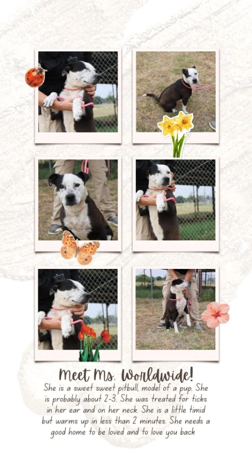 An adult medium-sized female Black Pit Bull Terrier dog named Ms Worldwide for adoption in Anson, TX