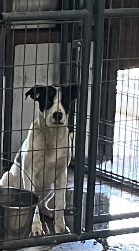 A young medium-sized male White / Cream Mixed Breed dog named Sparky for adoption in Anson, TX