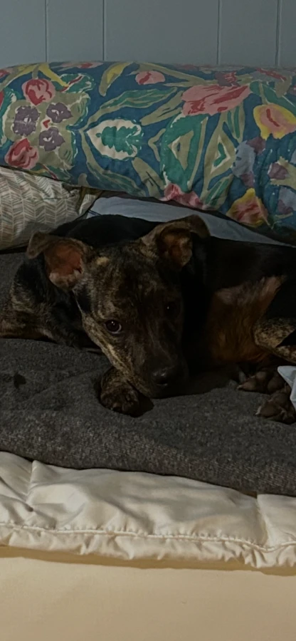 Maggie thumbnail 3