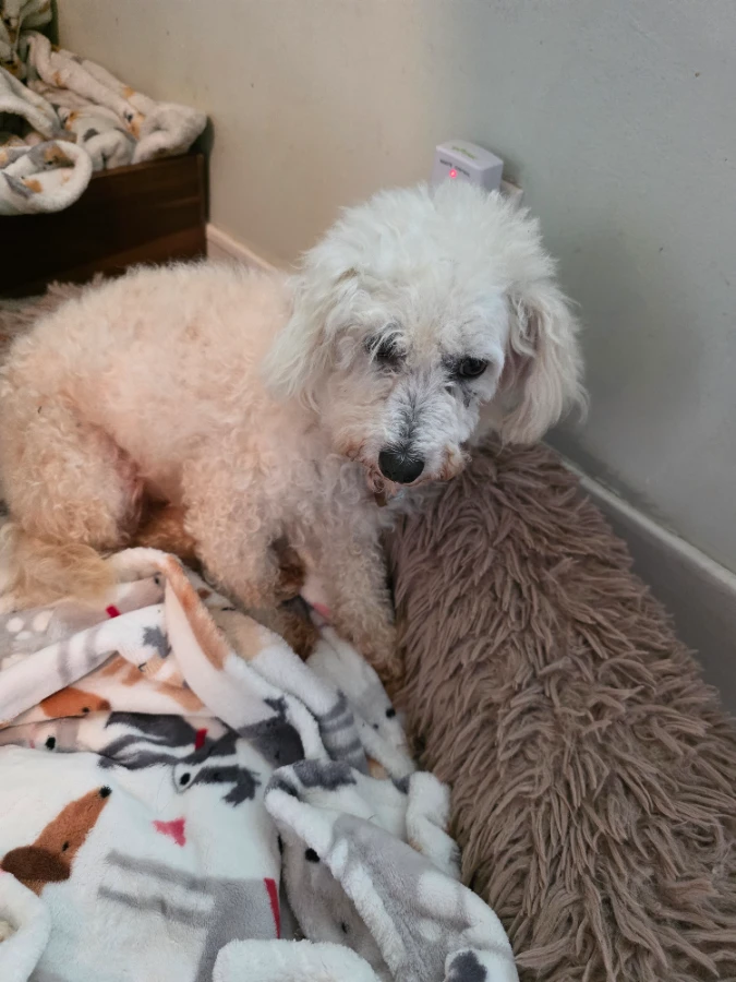 A senior small-sized female Bichon Frise dog named Pearl for adoption in Harrodsburg, KY