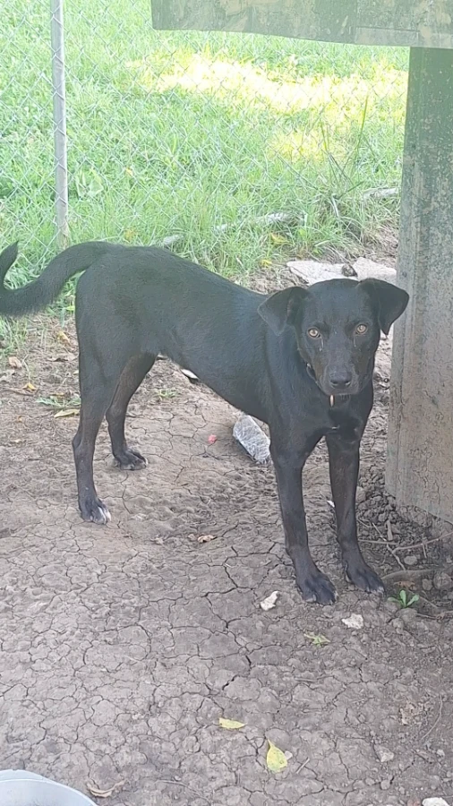 A young medium-sized female Australian Cattle Dog / Blue Heeler dog named Jessie for adoption in Harrodsburg, KY
