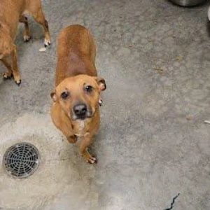 A young small-sized female Chihuahua dog named Maxine for adoption in O'Fallon, IL