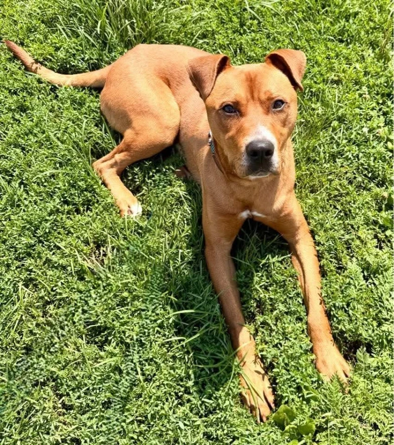 An adult large-sized male American Staffordshire Terrier dog named Denero for adoption in O'Fallon, IL