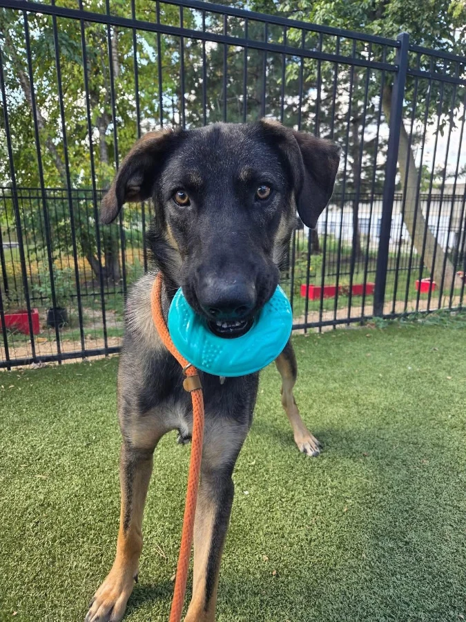 A young large-sized male German Shepherd Dog dog named Chuck for adoption in O'Fallon, IL